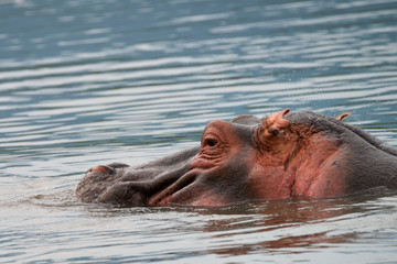 Fototapeta premium Hippo