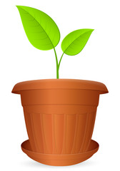 Flowerpot plant