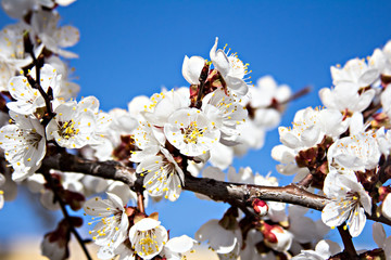 apricot blossoms on a branch in the sunshine 