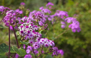 Pericallis webbii, commonly known as May flower