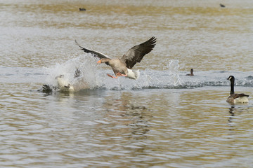Greylag Goose, Anser anser