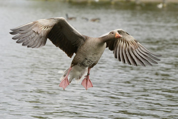 Greylag Goose, Anser anser