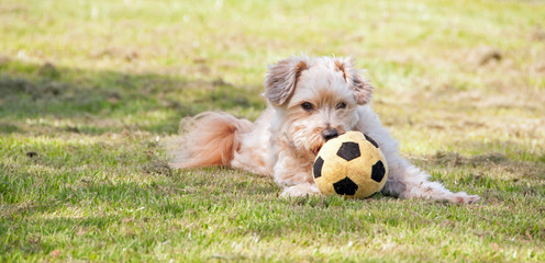 Small dog playing with a ball