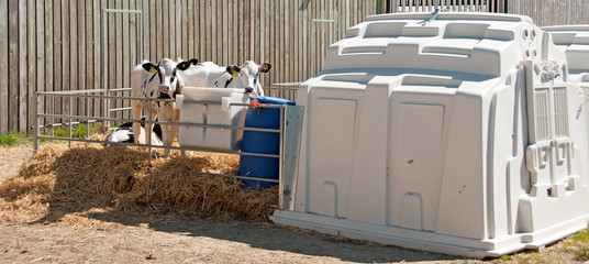 Holstein calves looking out of their enclosure 