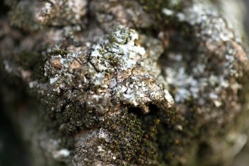 Cement textured wall background