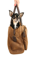 Cute chihuahua puppy sitting in brown bag isolated on white