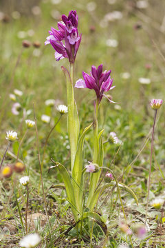 Orchis papilionacea, group of flowers