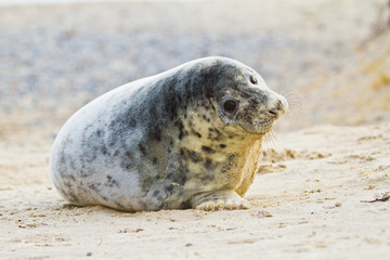 Kegelrobbe (Halichoerus grypus)
