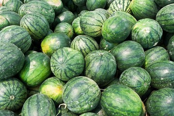 Many big sweet green watermelons