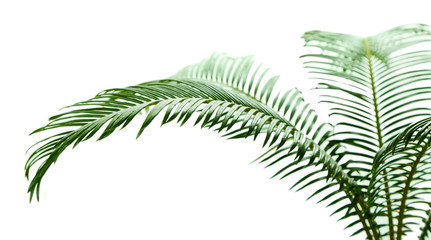 Green palm tree on light background