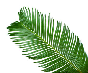 Obraz premium Green palm branch on light background
