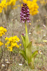 Orchis purpurea, detail of the flowers