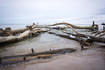 wild beach with old tree trunks and clouds