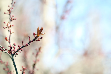 Fresh spring leaves on branch, on blue sky background