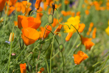 bright orange flowers in green grass in summer garden