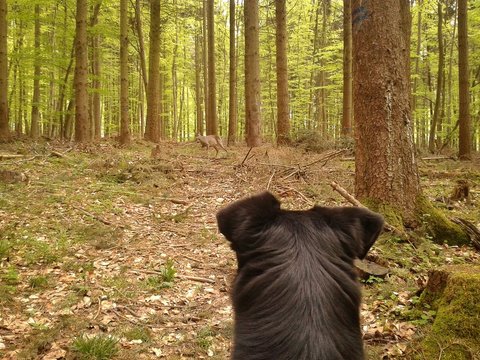 Hund trifft auf ein Reh