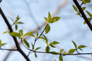 spring blossoms and leaves on blur background
