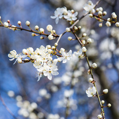 apple  tree blossoms in the spring