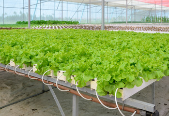 Hydroponic green leaf lettuce vegetables plantation