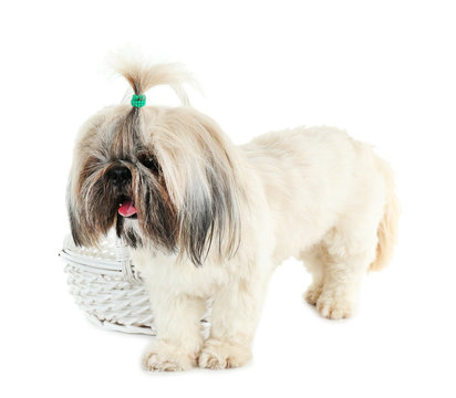 Cute Shih Tzu near wicker baslet isolated on white