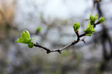 First spring buds on branch, close-up