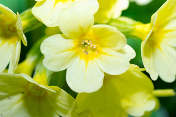 flower green yellow