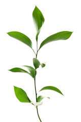 Branch with fresh green leaves, isolated on white