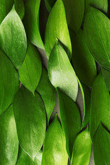 Background with fresh green leaves, close up