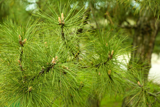 Fototapeta Branches of green spruce, closeup