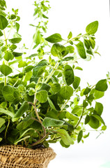 Fresh oregano in a flowerpot
