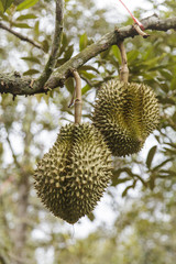Naklejka na ściany i meble Durian on tree
