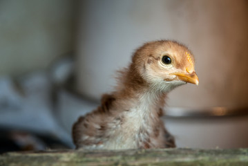 Young chicken in the chicken coop on the farm