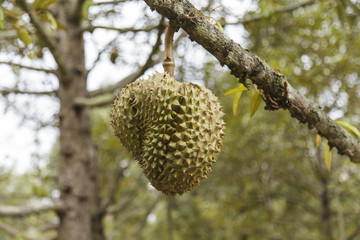 Durian on tree
