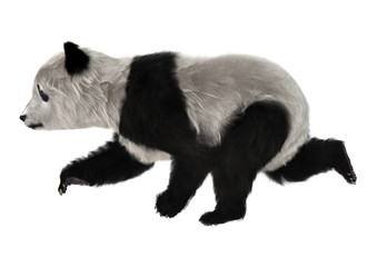 Obraz premium Panda Bear Cub