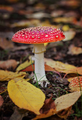 Amanita muscaria or Fly Agaric  toadstool