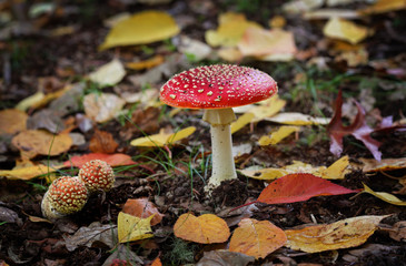 Fairytale Toadstool muchroom
