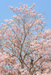 Pink flower of trumpet  or Tabebuia tree
