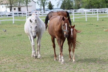 Fototapeta na wymiar 3 horsess