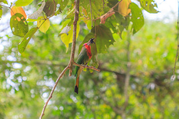 red beard bird perching on the tree