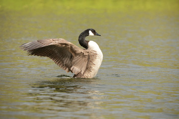 Canada Goose, Branta canadensis