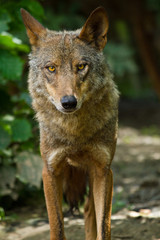 Fototapeta premium Iberischer Wolf (Canis lupus signatus)