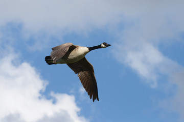 Canada Goose, Branta canadensis
