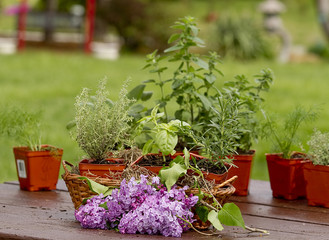 Herbs in planters ready to plant. Lilacs on Picnic table.
