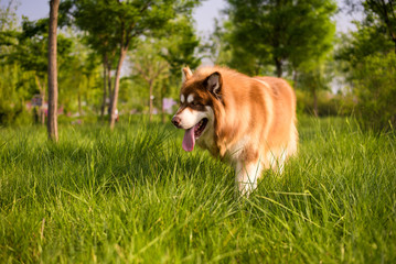 Alaska dog, playing in the grass.
