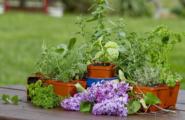 Herbs in planters ready to plant. Lilacs on Picnic table.
