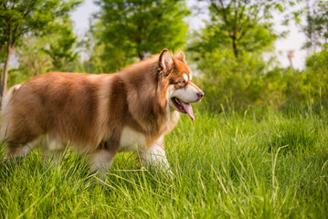 Alaska dog, playing in the grass.