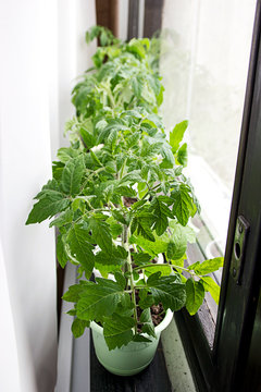 Seedlings of tomatoes on the windowsill