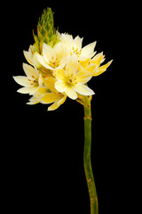 star-of-bethlehem flowers