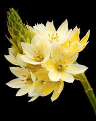 star-of-bethlehem flowers