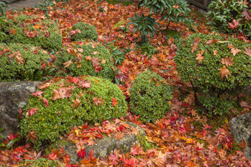 湖東三山の金剛輪寺紅葉